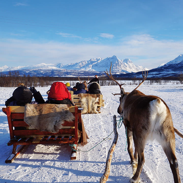 Reindeer sledding in Maze Sami village